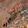 Fotografia 3 da espécie Linaria aeruginea subesp. aeruginea do Jardim Botânico UTAD