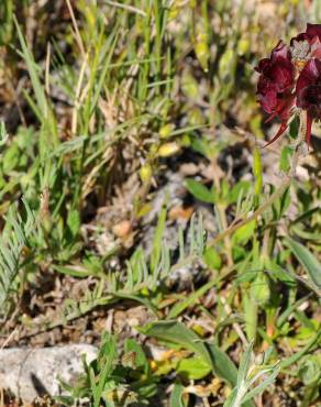 Fotografia 4 da espécie Linaria aeruginea subesp. aeruginea no Jardim Botânico UTAD