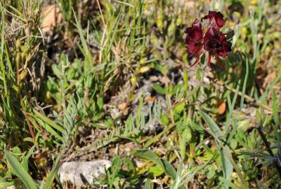 Fotografia da espécie Linaria aeruginea subesp. aeruginea