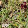 Fotografia 4 da espécie Linaria aeruginea subesp. aeruginea do Jardim Botânico UTAD