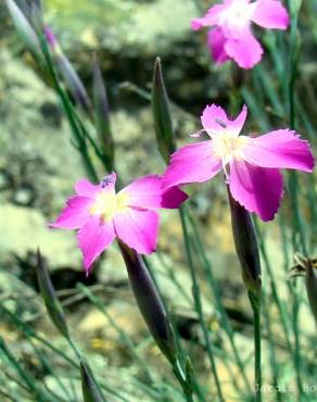 Fotografia 3 da espécie Dianthus lusitanus no Jardim Botânico UTAD