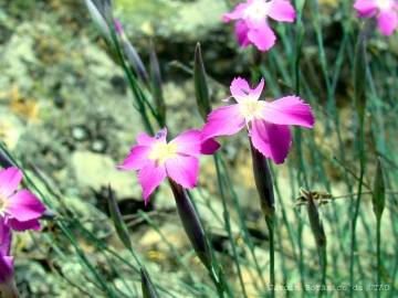 Fotografia da espécie Dianthus lusitanus