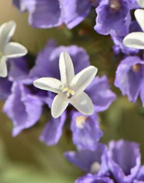 Fotografia 4 da espécie Limonium sinuatum no Jardim Botânico UTAD