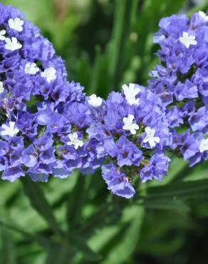 Fotografia 5 da espécie Limonium sinuatum no Jardim Botânico UTAD