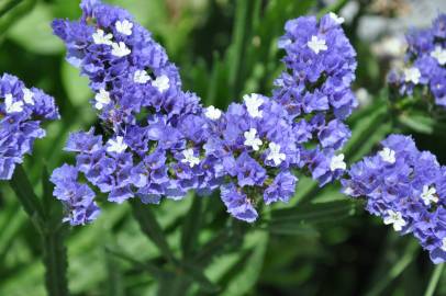 Fotografia da espécie Limonium sinuatum