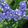 Fotografia 5 da espécie Limonium sinuatum do Jardim Botânico UTAD