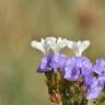 Fotografia 6 da espécie Limonium sinuatum do Jardim Botânico UTAD