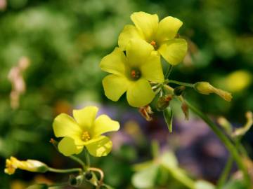 Fotografia da espécie Oxalis pes-caprae