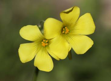 Fotografia da espécie Oxalis pes-caprae