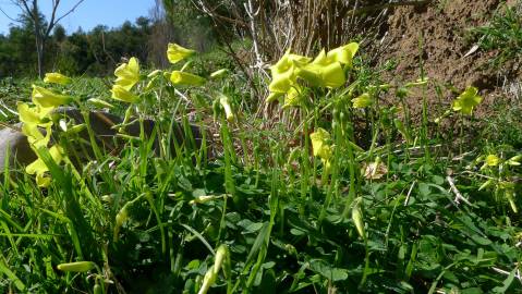 Fotografia da espécie Oxalis pes-caprae