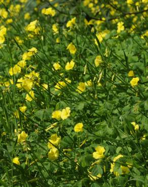 Fotografia 6 da espécie Oxalis pes-caprae no Jardim Botânico UTAD