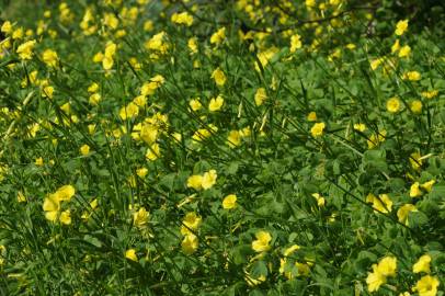 Fotografia da espécie Oxalis pes-caprae