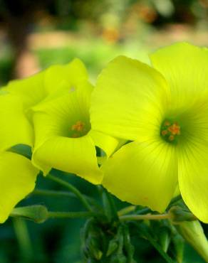 Fotografia 8 da espécie Oxalis pes-caprae no Jardim Botânico UTAD