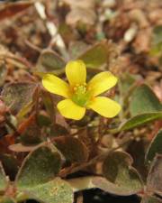 Fotografia da espécie Oxalis corniculata