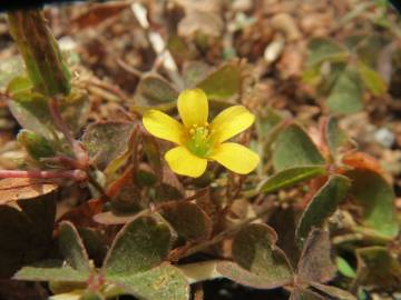 Fotografia da espécie Oxalis corniculata subesp. corniculata