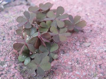 Fotografia da espécie Oxalis corniculata subesp. corniculata