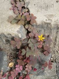 Fotografia da espécie Oxalis corniculata subesp. corniculata