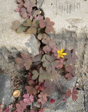 Fotografia 5 da espécie Oxalis corniculata subesp. corniculata no Jardim Botânico UTAD