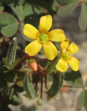 Fotografia 7 da espécie Oxalis corniculata subesp. corniculata no Jardim Botânico UTAD