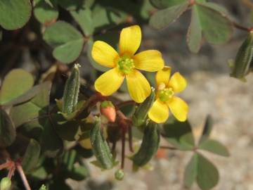 Fotografia da espécie Oxalis corniculata subesp. corniculata