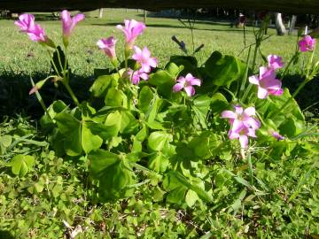 Fotografia da espécie Oxalis debilis var. corymbosa