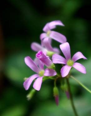 Fotografia 5 da espécie Oxalis debilis var. corymbosa no Jardim Botânico UTAD