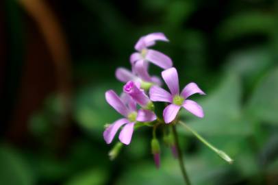 Fotografia da espécie Oxalis debilis var. corymbosa