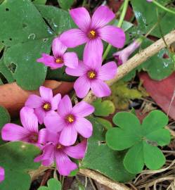 Fotografia da espécie Oxalis debilis var. corymbosa