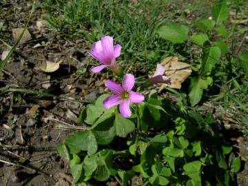 Fotografia da espécie Oxalis debilis var. corymbosa