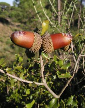 Fotografia 6 da espécie Quercus coccifera no Jardim Botânico UTAD