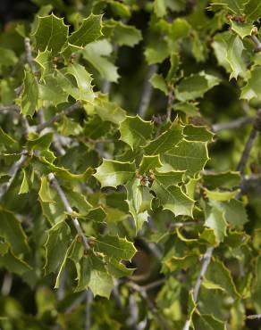 Fotografia 7 da espécie Quercus coccifera no Jardim Botânico UTAD