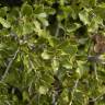 Fotografia 7 da espécie Quercus coccifera do Jardim Botânico UTAD