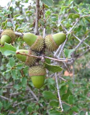 Fotografia 8 da espécie Quercus coccifera no Jardim Botânico UTAD