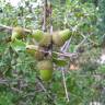 Fotografia 8 da espécie Quercus coccifera do Jardim Botânico UTAD