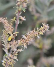 Fotografia da espécie Salix salviifolia