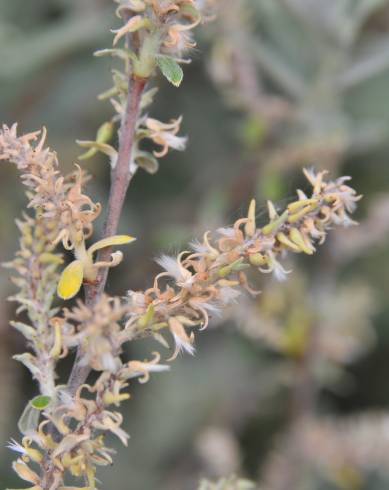 Fotografia de capa Salix salviifolia subesp. salviifolia - do Jardim Botânico