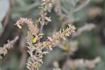 Fotografia da espécie Salix salviifolia subesp. salviifolia