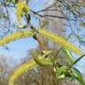 Fotografia 3 da espécie Salix alba do Jardim Botânico UTAD