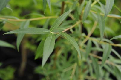 Fotografia da espécie Salix alba