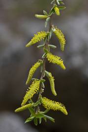 Fotografia da espécie Salix alba