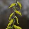Fotografia 1 da espécie Salix alba do Jardim Botânico UTAD