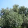 Fotografia 6 da espécie Salix alba do Jardim Botânico UTAD