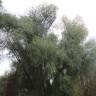 Fotografia 7 da espécie Salix alba do Jardim Botânico UTAD