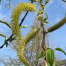 Fotografia 8 da espécie Salix alba do Jardim Botânico UTAD