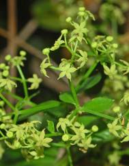 Rubia peregrina subesp. peregrina