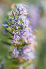 Fotografia da espécie Rosmarinus officinalis var. officinalis