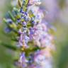 Fotografia 6 da espécie Rosmarinus officinalis var. officinalis do Jardim Botânico UTAD