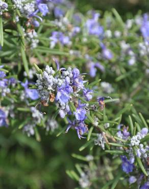 Fotografia 7 da espécie Rosmarinus officinalis var. officinalis no Jardim Botânico UTAD