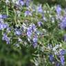 Fotografia 7 da espécie Rosmarinus officinalis var. officinalis do Jardim Botânico UTAD