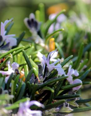 Fotografia 8 da espécie Rosmarinus officinalis var. officinalis no Jardim Botânico UTAD